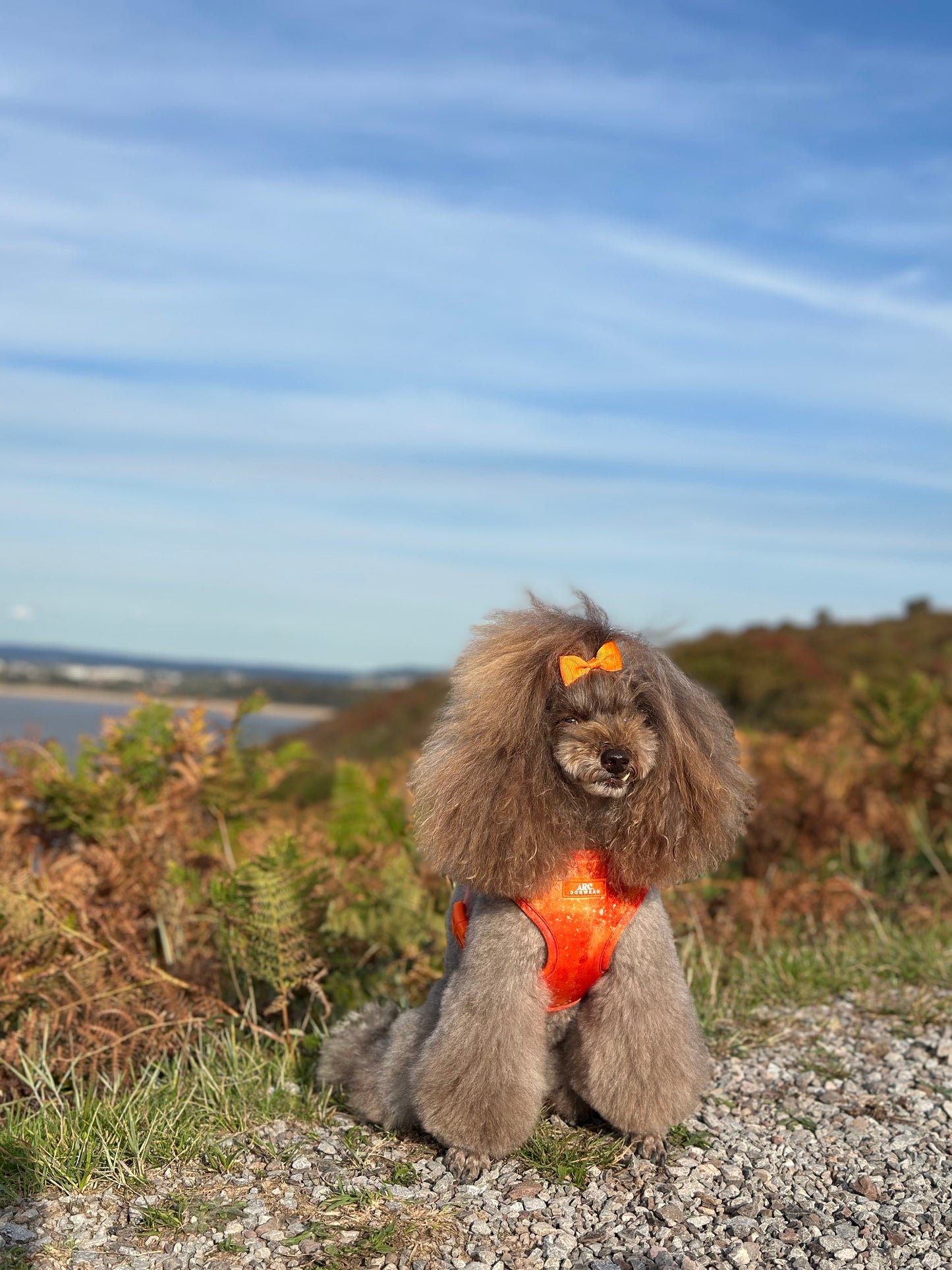 Solstice Adjustable Harness