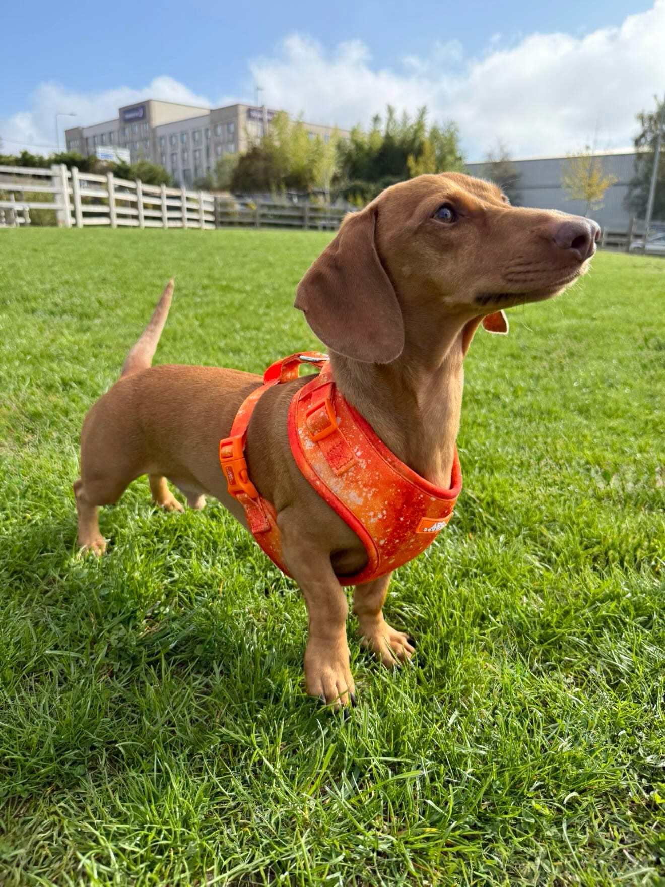 Solstice Adjustable Harness