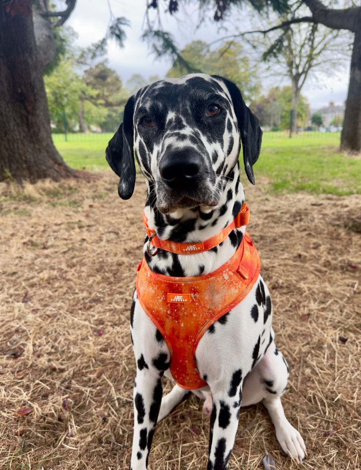 Solstice Adjustable Harness