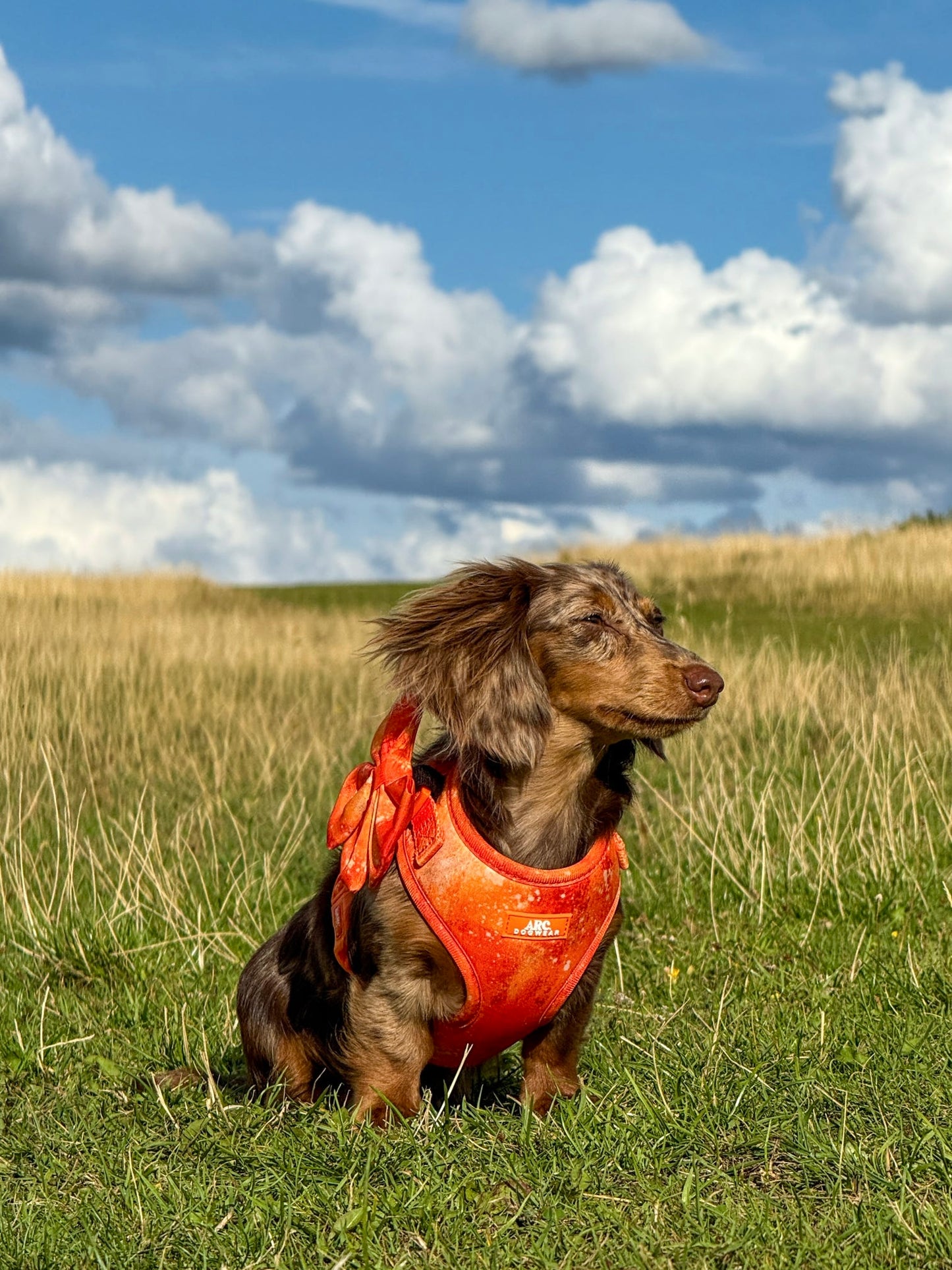 Solstice Adjustable Harness