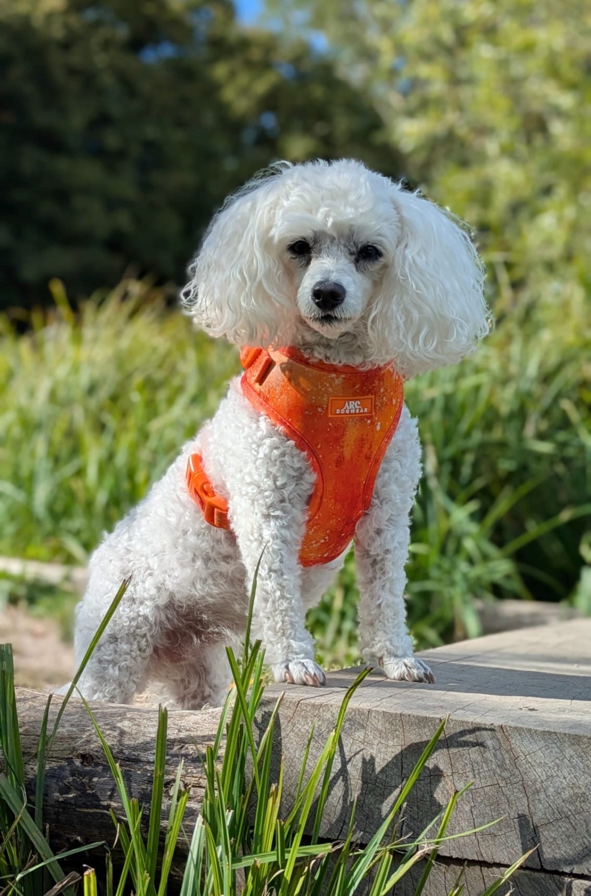 Solstice Adjustable Harness