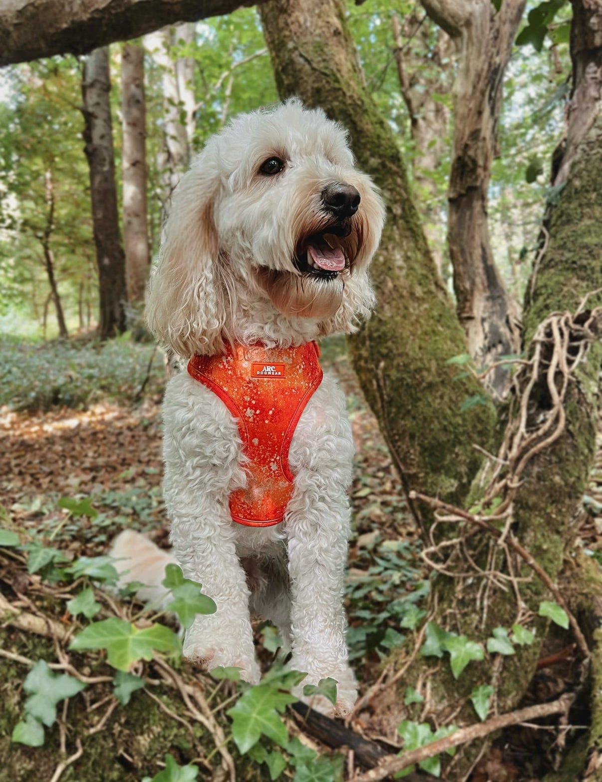 Solstice Adjustable Harness