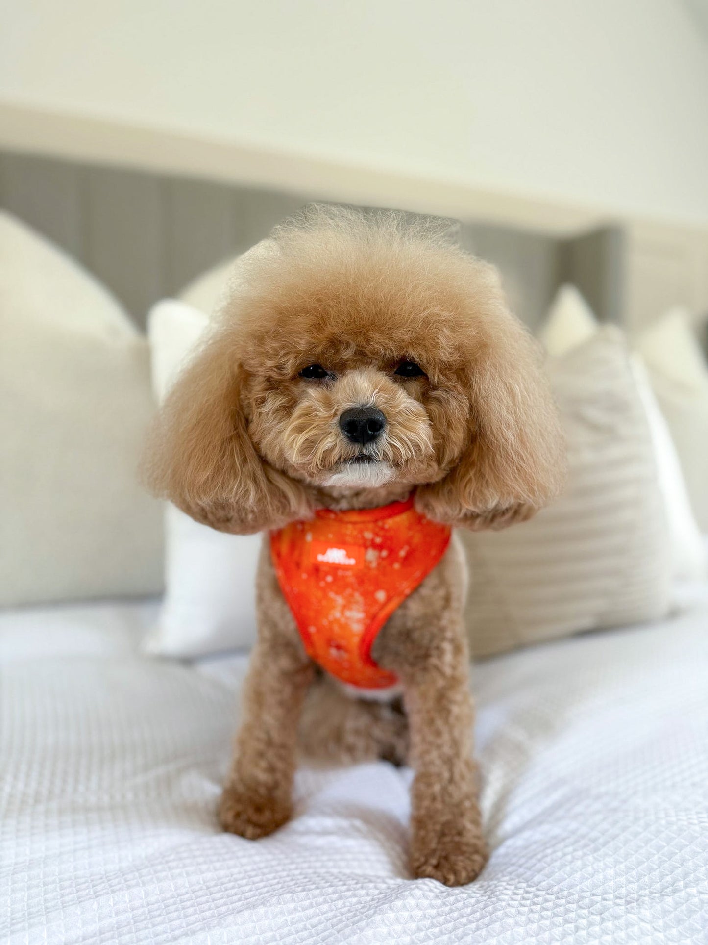 Solstice Adjustable Harness