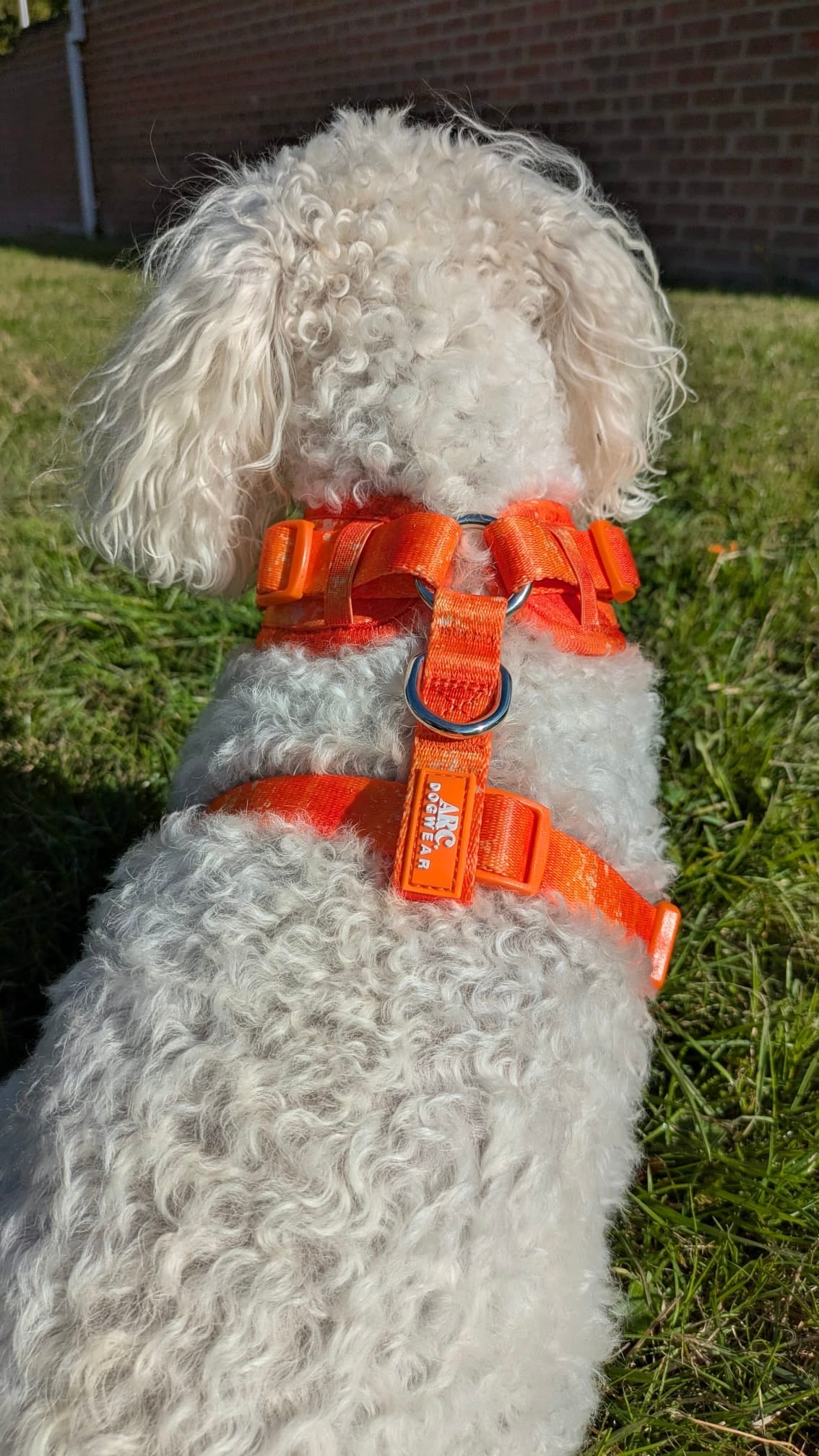 Solstice Adjustable Harness