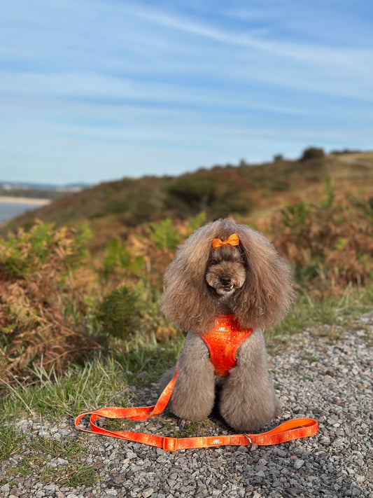 Solstice Adjustable Lead