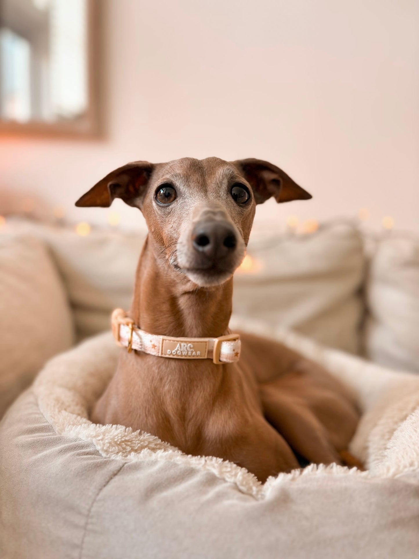 Starlight Adjustable Collar