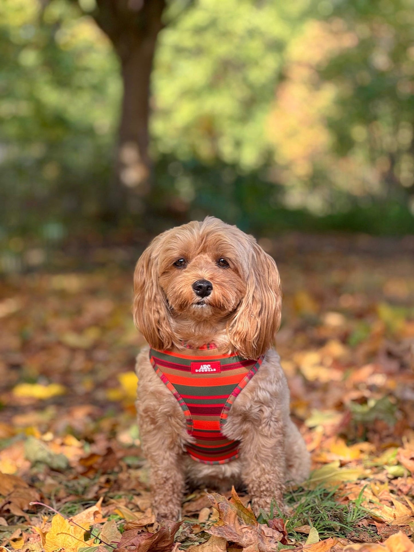 Horizon Adjustable Harness