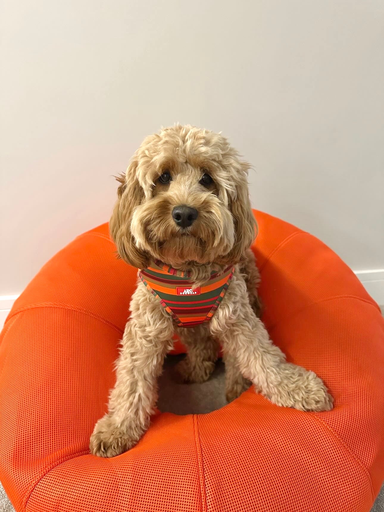 Horizon Adjustable Harness