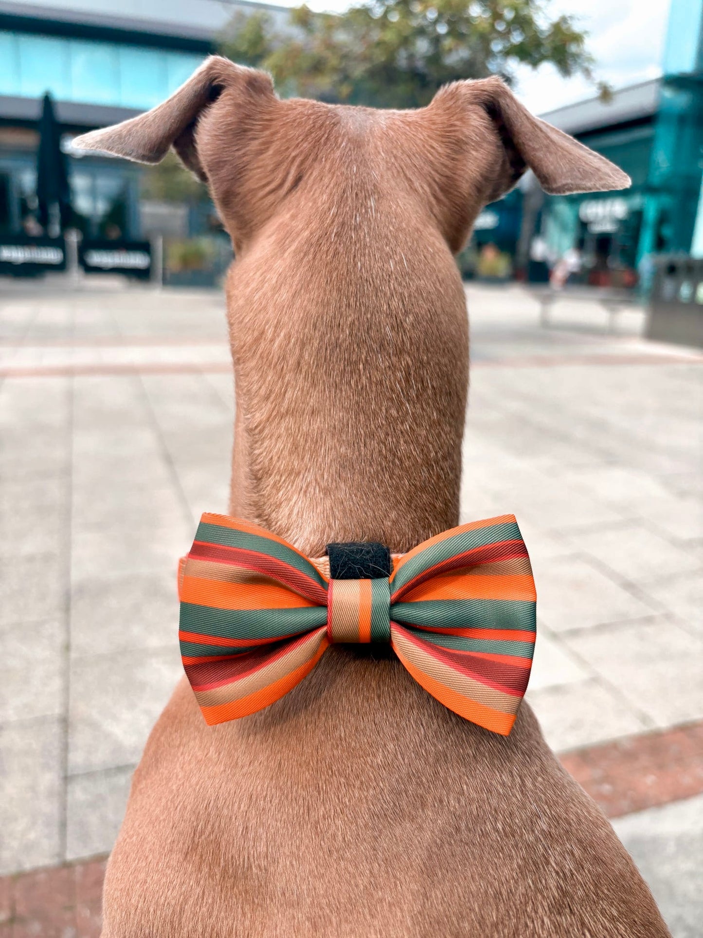 Horizon Bow Tie