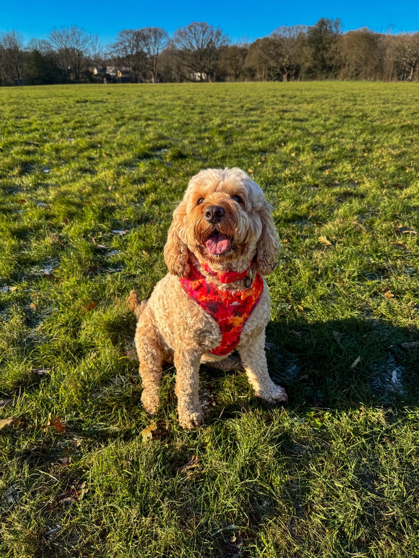 Ember Adjustable Harness