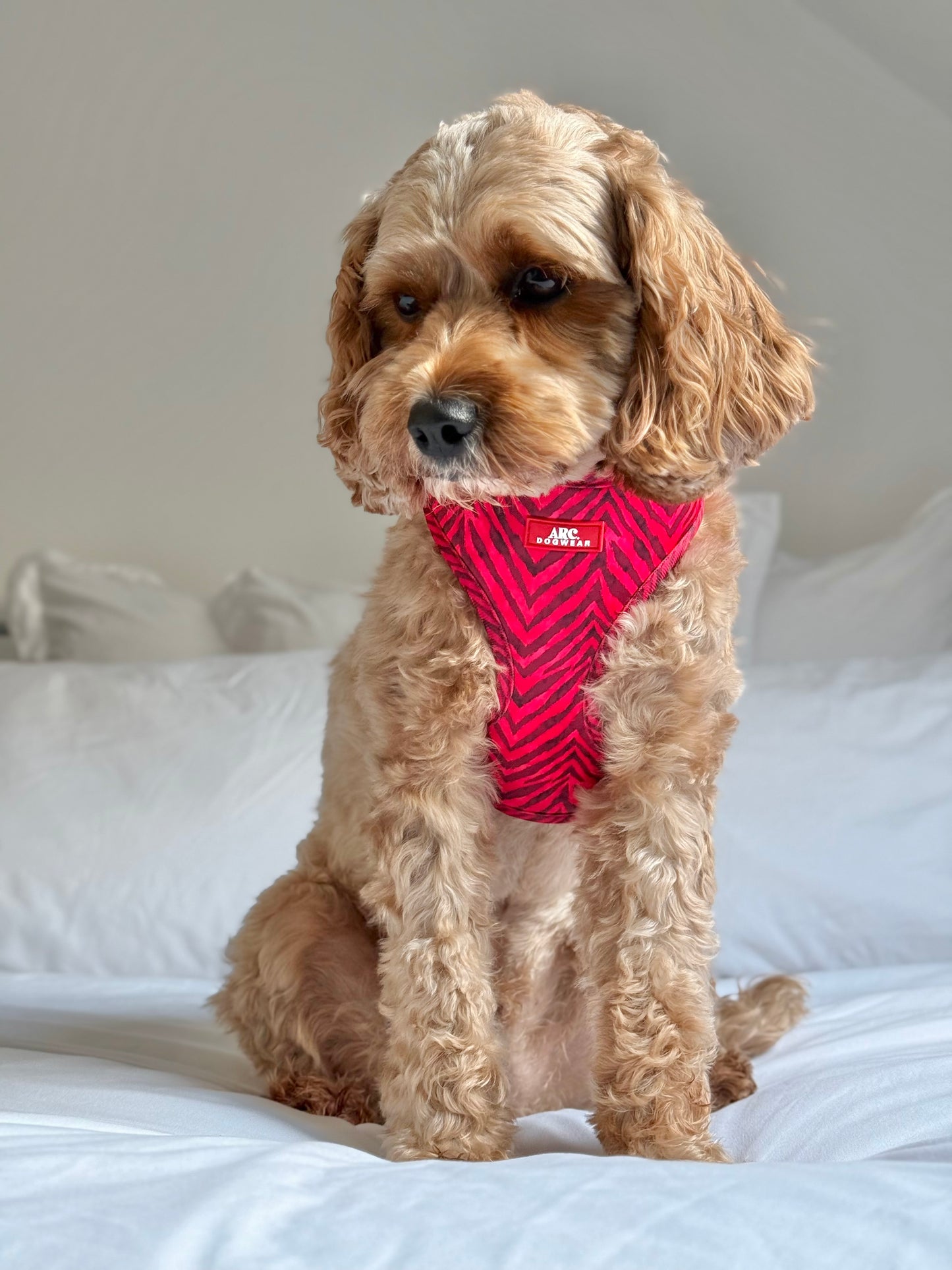 Wild at Heart Adjustable Harness