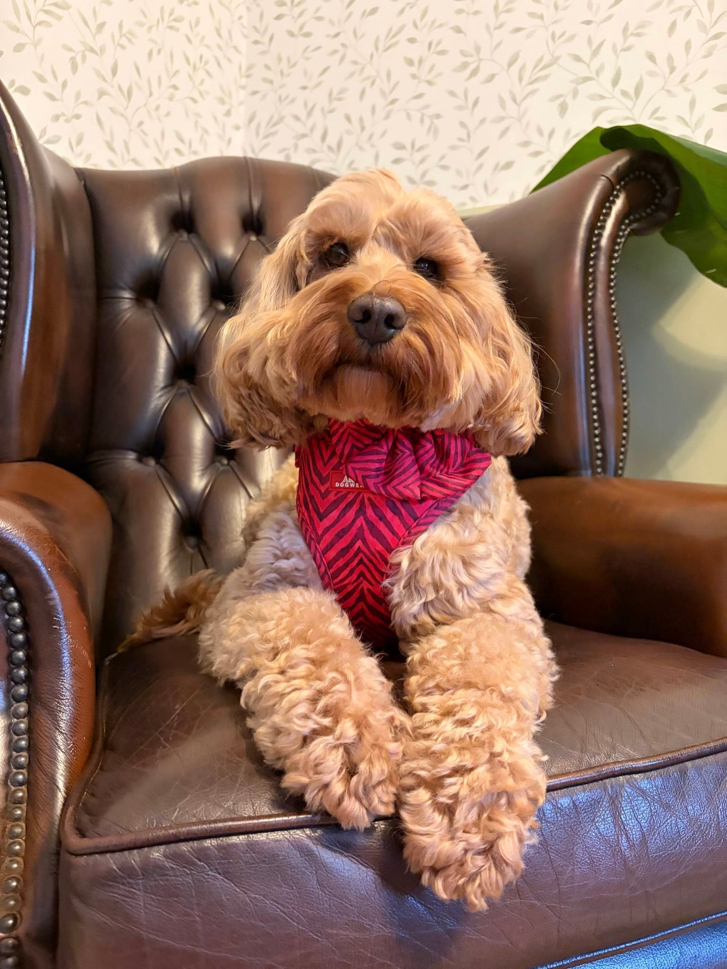 Wild at Heart Adjustable Harness