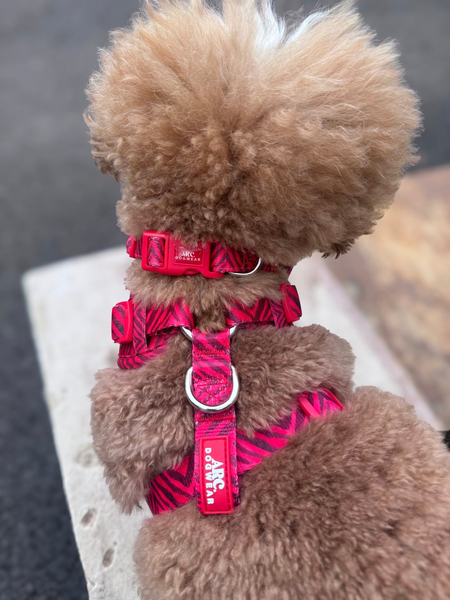 Wild at Heart Adjustable Harness