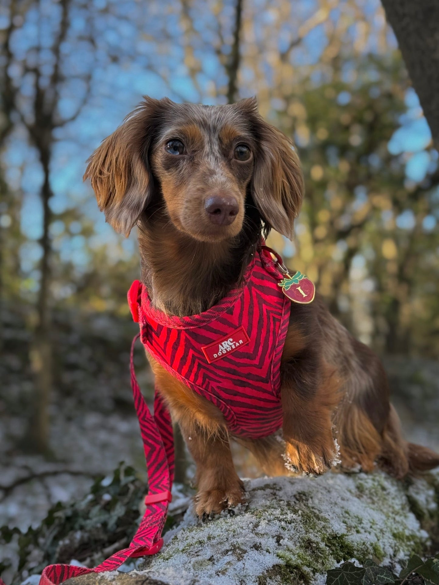 Wild at Heart Adjustable Harness