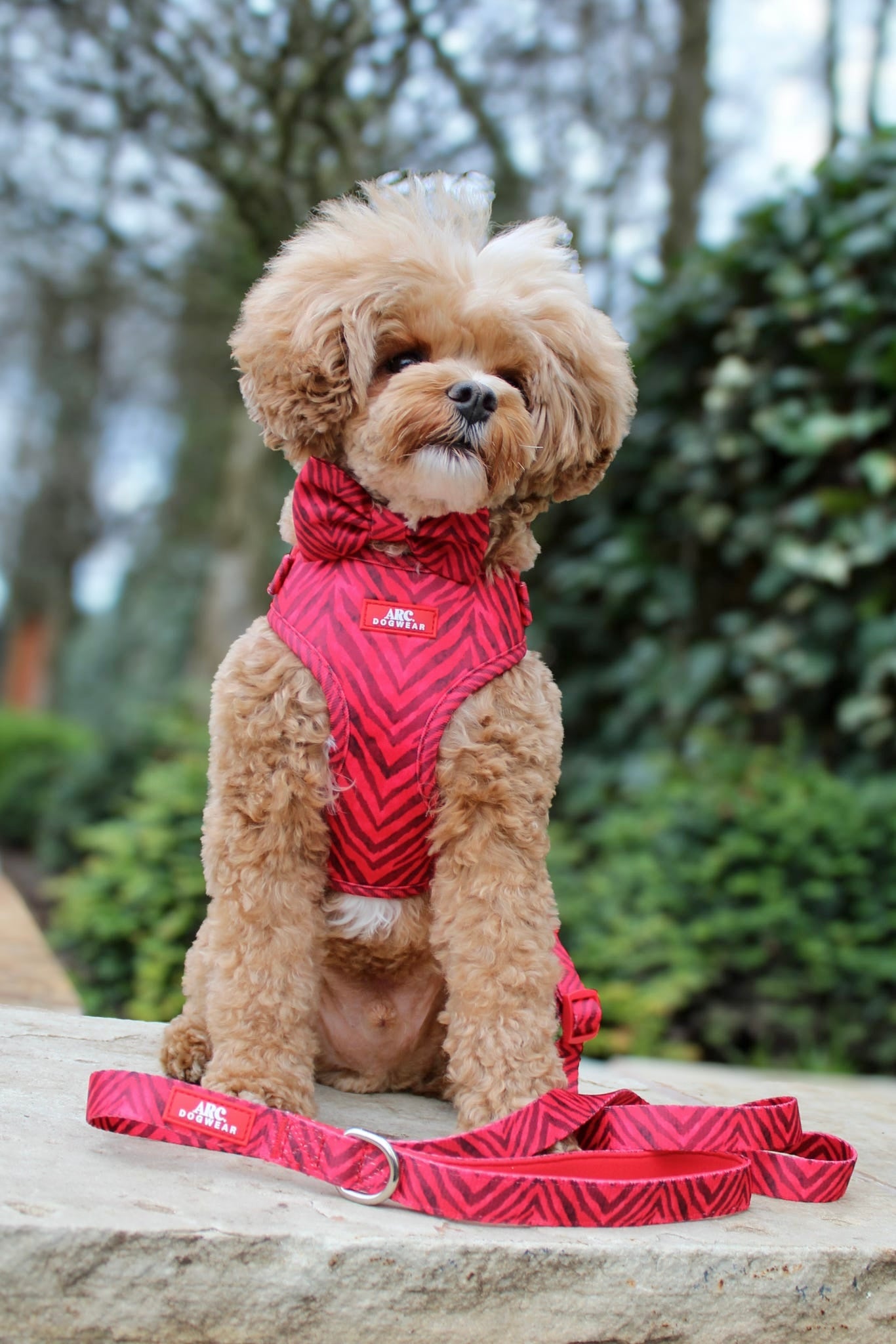 Wild at Heart Adjustable Harness